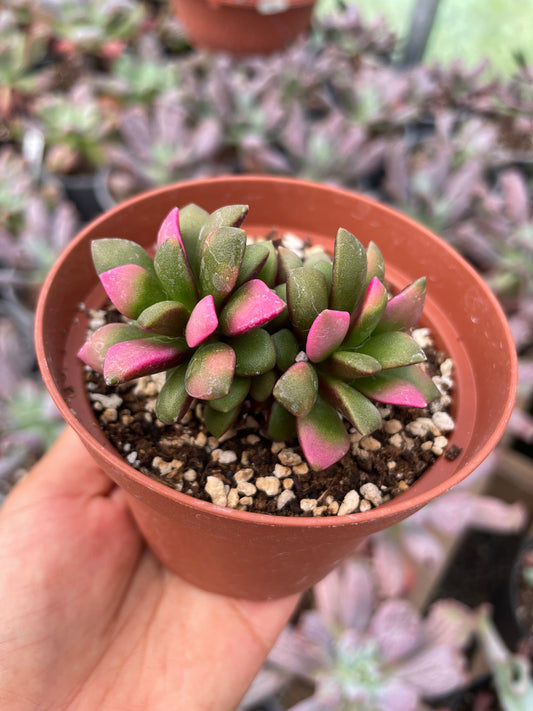 Anacampseros Rufescens