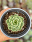 Echeveria Ben Badis