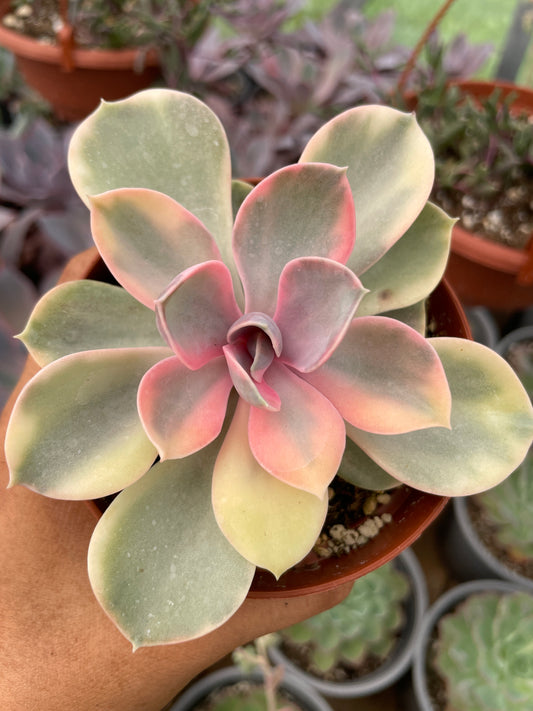 Echeveria Rainbow