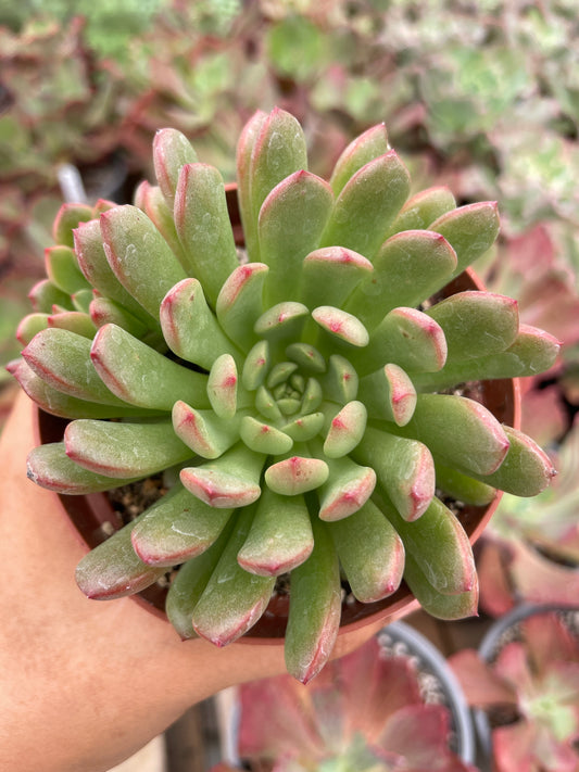 Echeveria Basfull