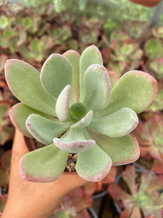 Pachyphytum Sin ID