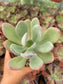Pachyphytum Sin ID
