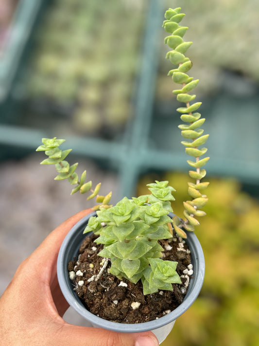 Crassula Perforata