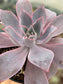 Echeveria Afterglow
