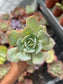 Echeveria Hakuhou