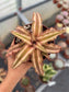 Cryptanthus Bivittatus