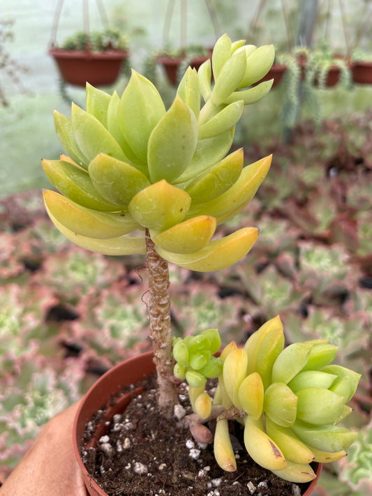 Sedum Golden Glow