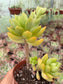 Sedum Golden Glow