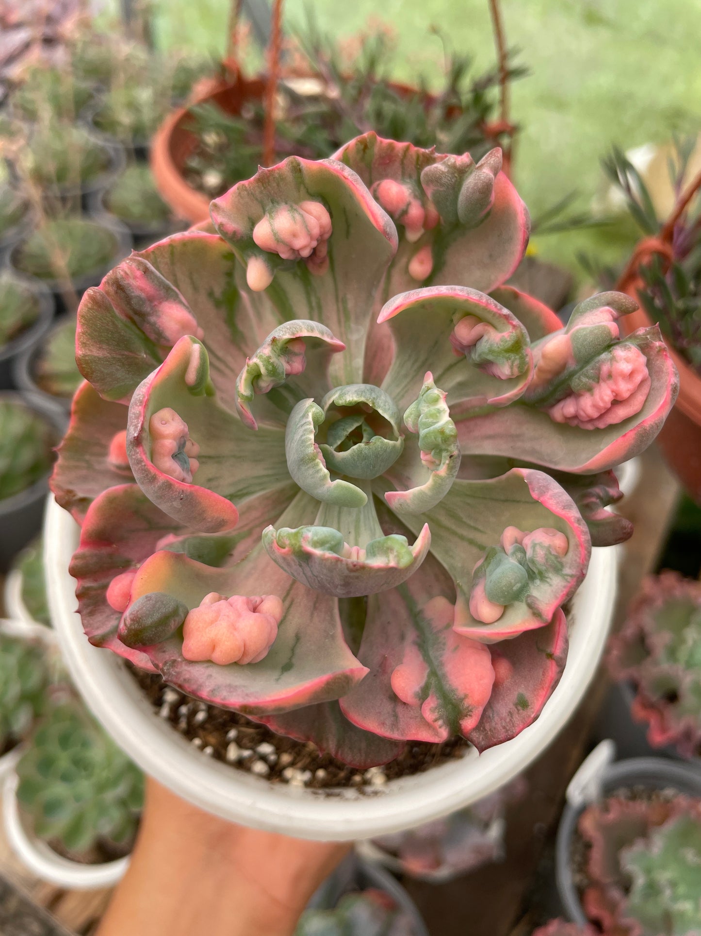Echeveria Beyonce Rainbow