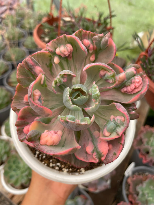 Echeveria Beyonce Rainbow