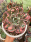 Echeveria Beyonce Rainbow