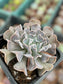 Echeveria Swan Lake