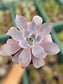 Echeveria Afterglow