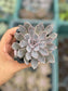 Echeveria Shaviana Pink Frills