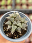 Haworthia Emelyae