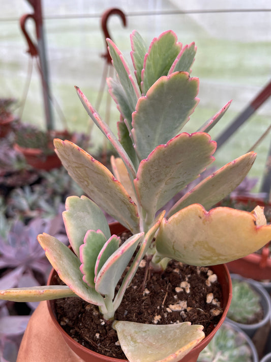 Kalanchoe Fedtschekoi