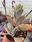 Kalanchoe Fedtschekoi