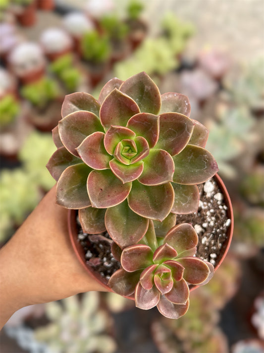 Echeveria Melaco
