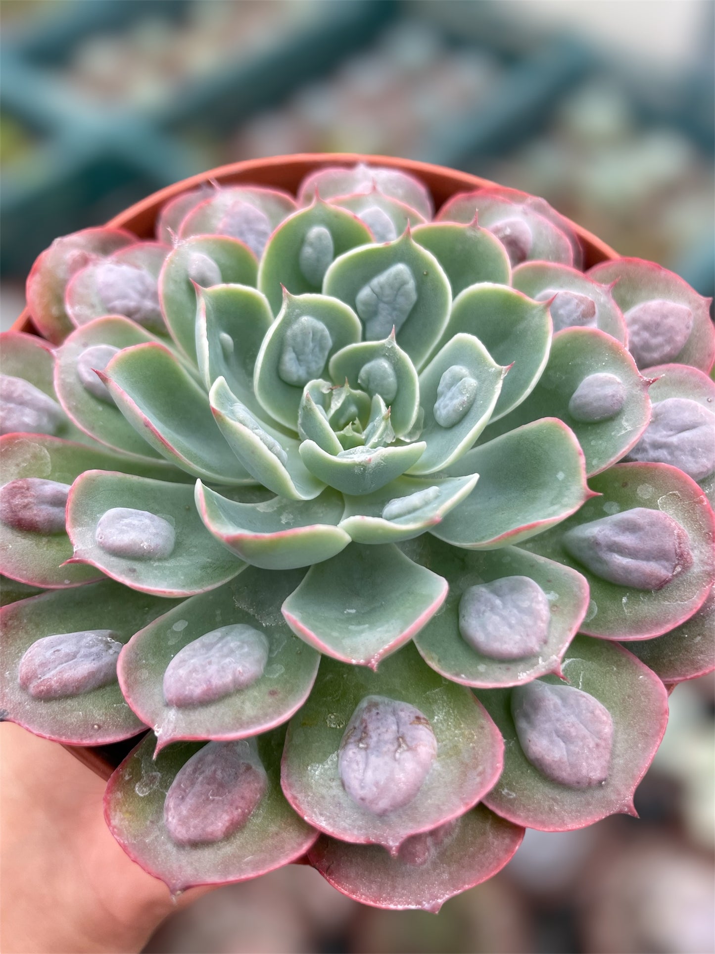 Echeveria Raindrops