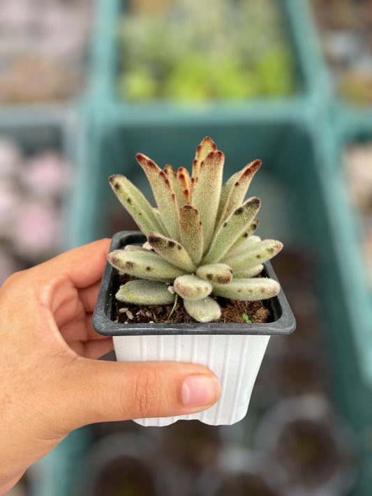 Kalanchoe Tomentosa Cafe