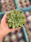 Echeveria Agavoide Red Blush
