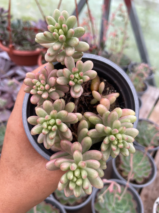 Sedum Rubrotictum Aurora