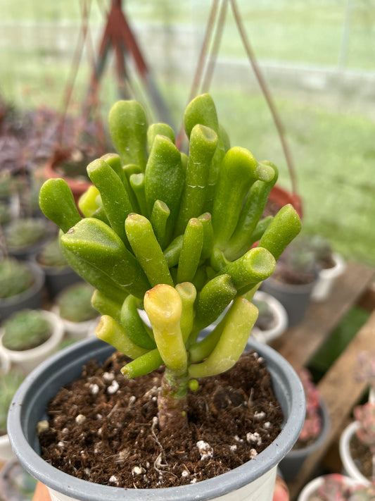 Crassula Ovata Gollum