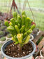 Crassula Ovata Gollum