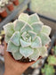 Echeveria Rosea