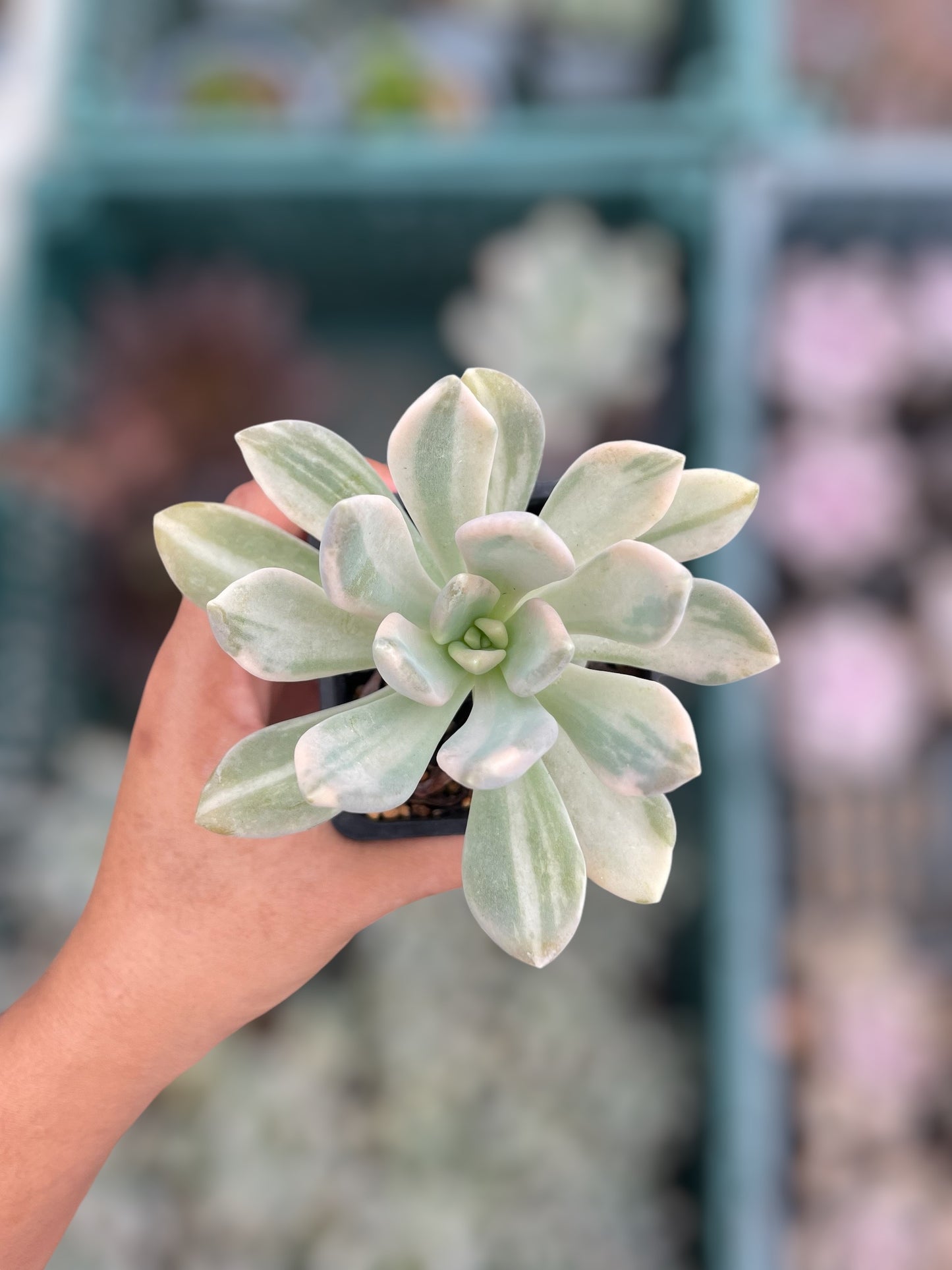 Pachyphytum Pachyphytoides Variegado