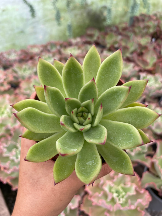 Echeveria Agavoide Red Blush