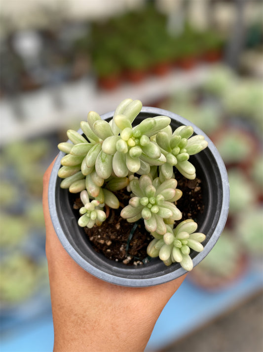 Sedum Rubrotictum Aurora