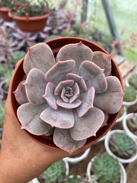 Echeveria Pollux