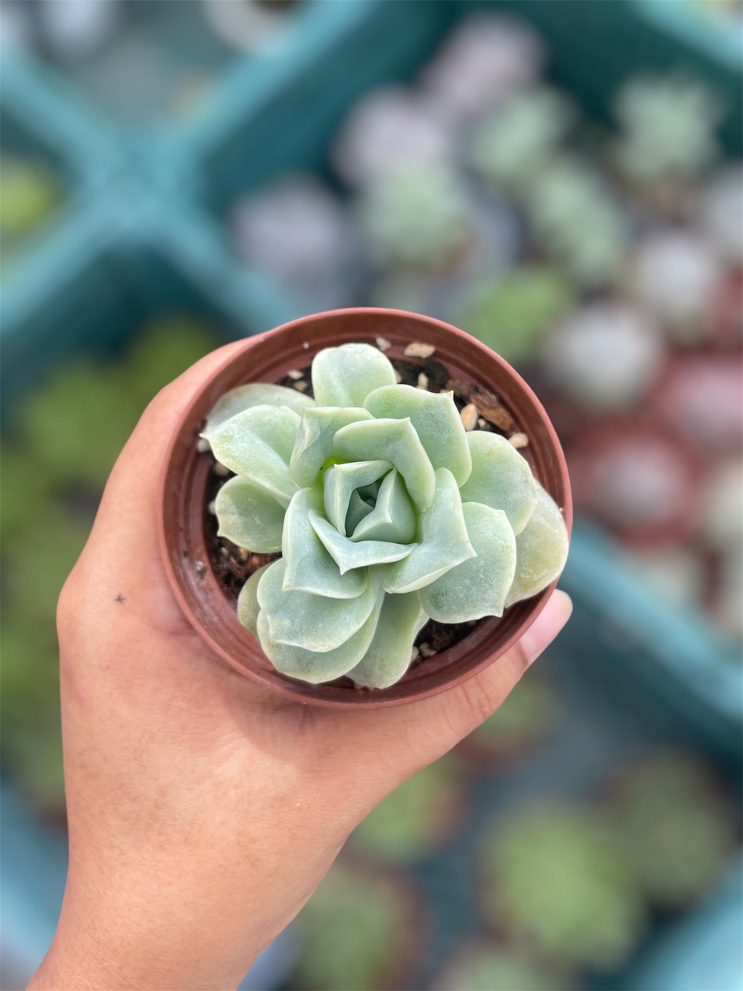 Echeveria Lovely Rose