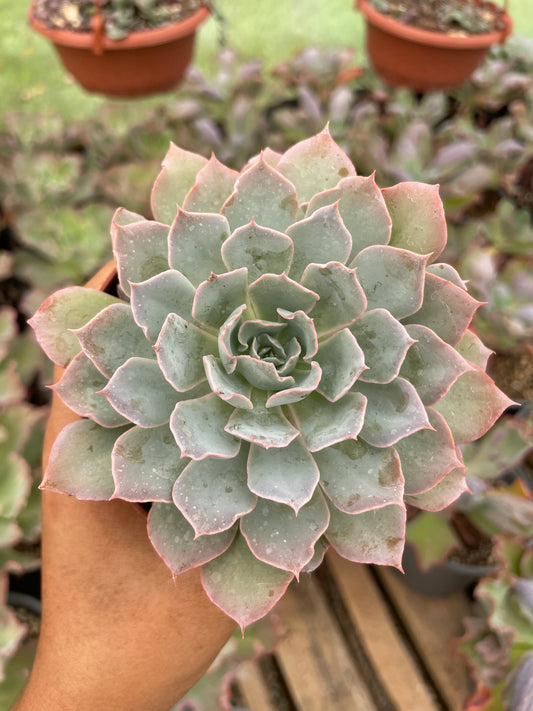Echeveria Shaviana