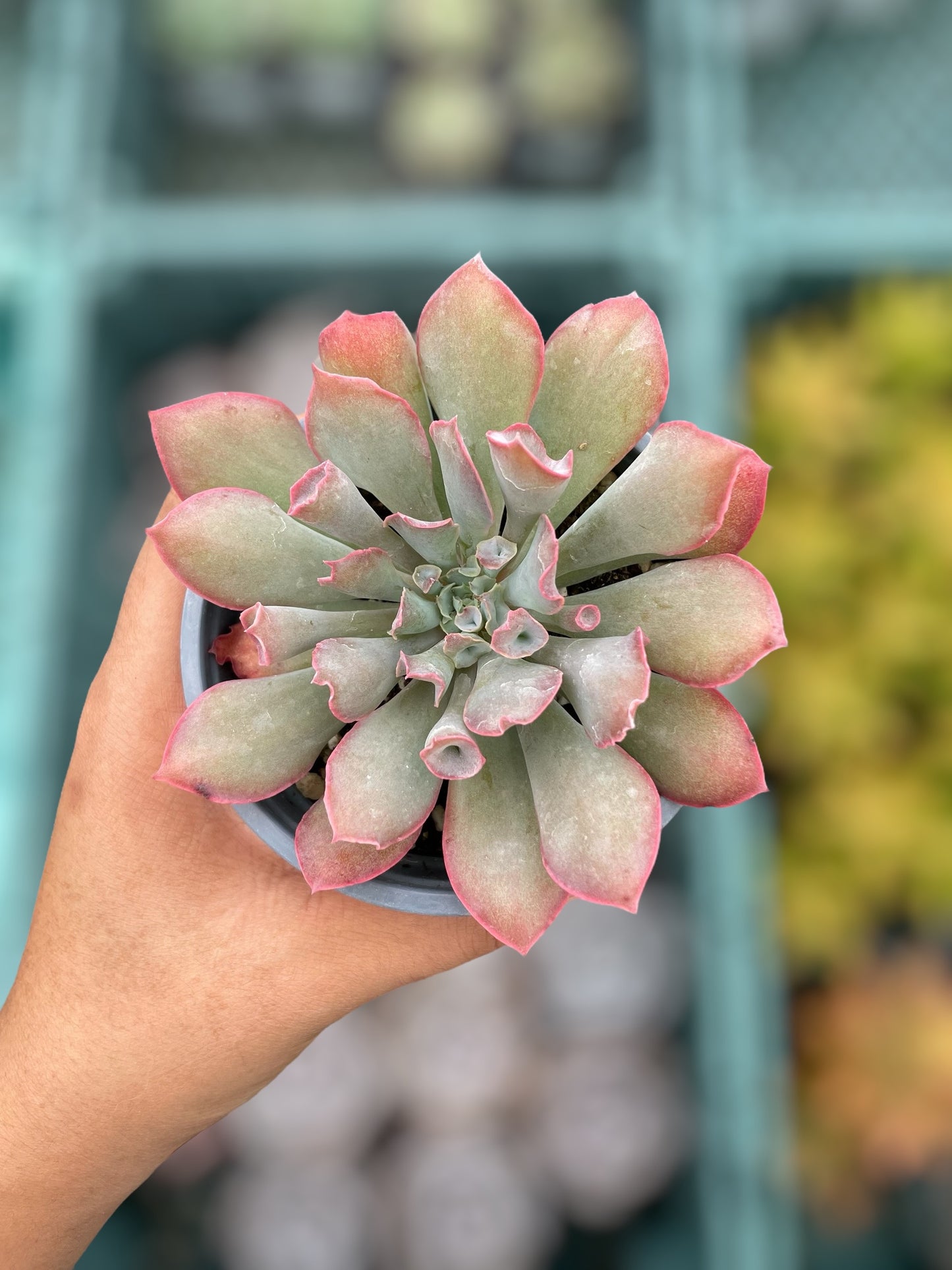 Echeveria Pink Trumpet