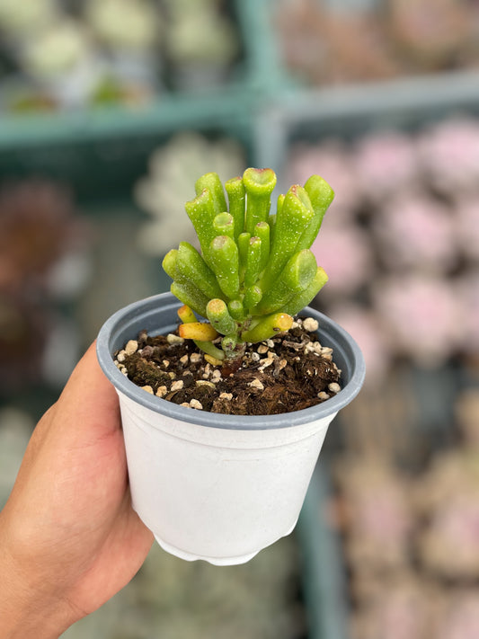 Crassula Ovata Gollum