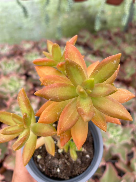 Sedum Nussbaumerianum