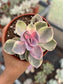 Echeveria Rainbow