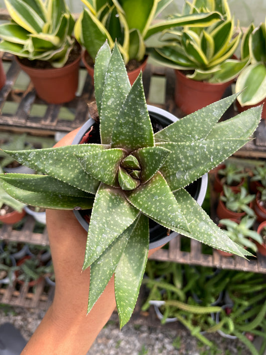 Gasteria Flow