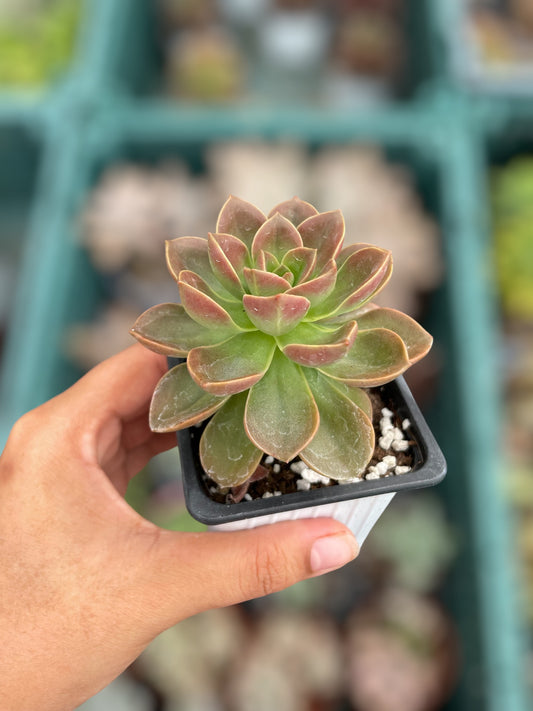 Echeveria Melaco