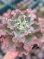 Echeveria Blue Giant