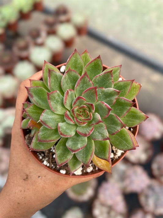 Echeveria Sin ID