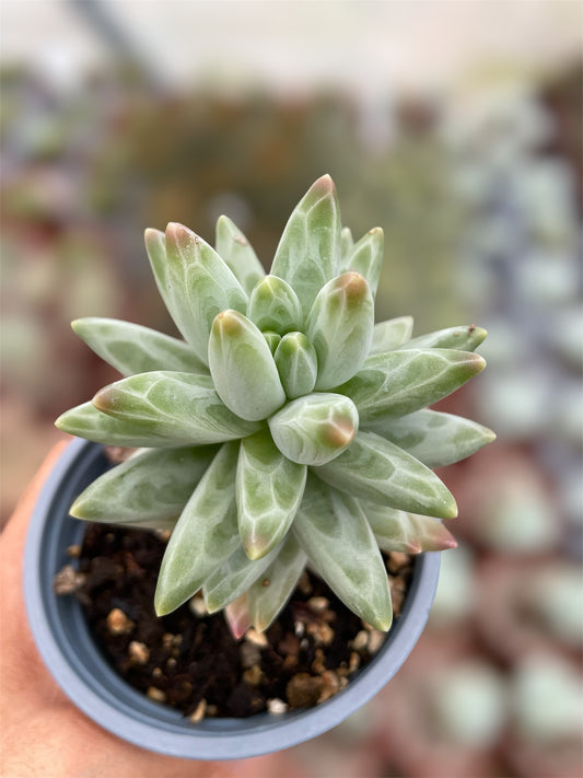 Pachyphytum Compactum Azul