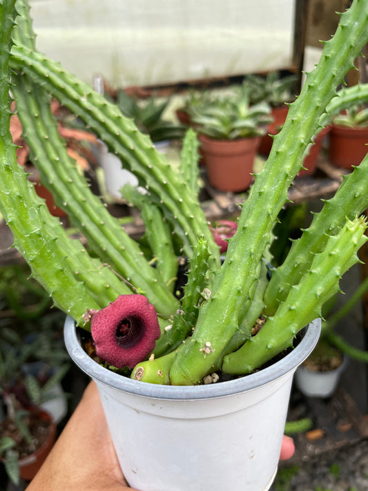 Huernia Macrocarpa