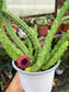 Huernia Macrocarpa