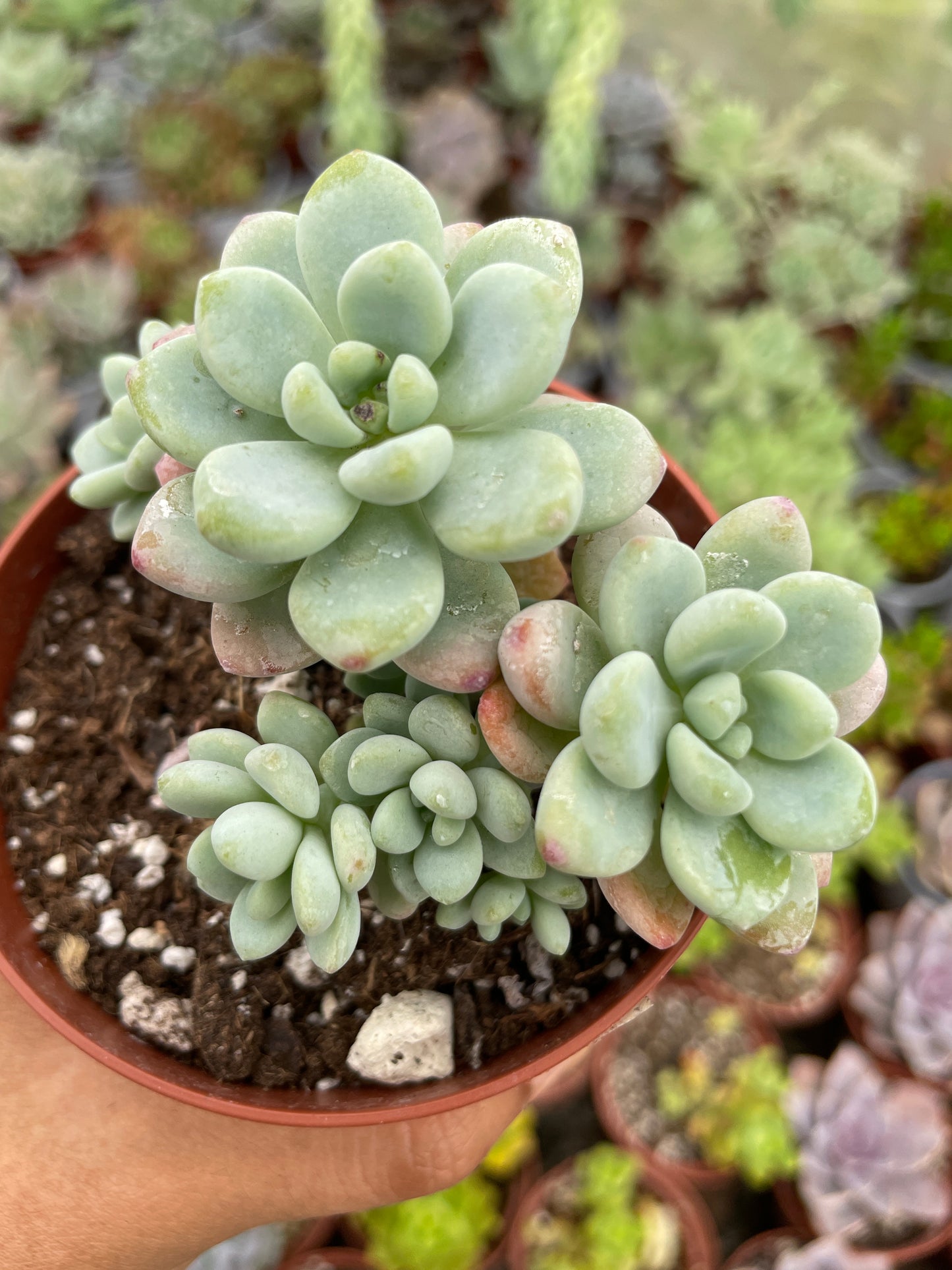 Sedum Clavatum