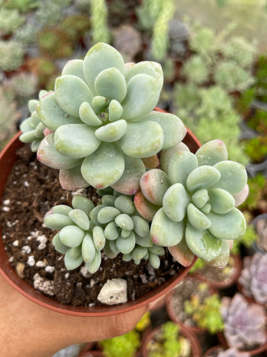 Sedum Clavatum