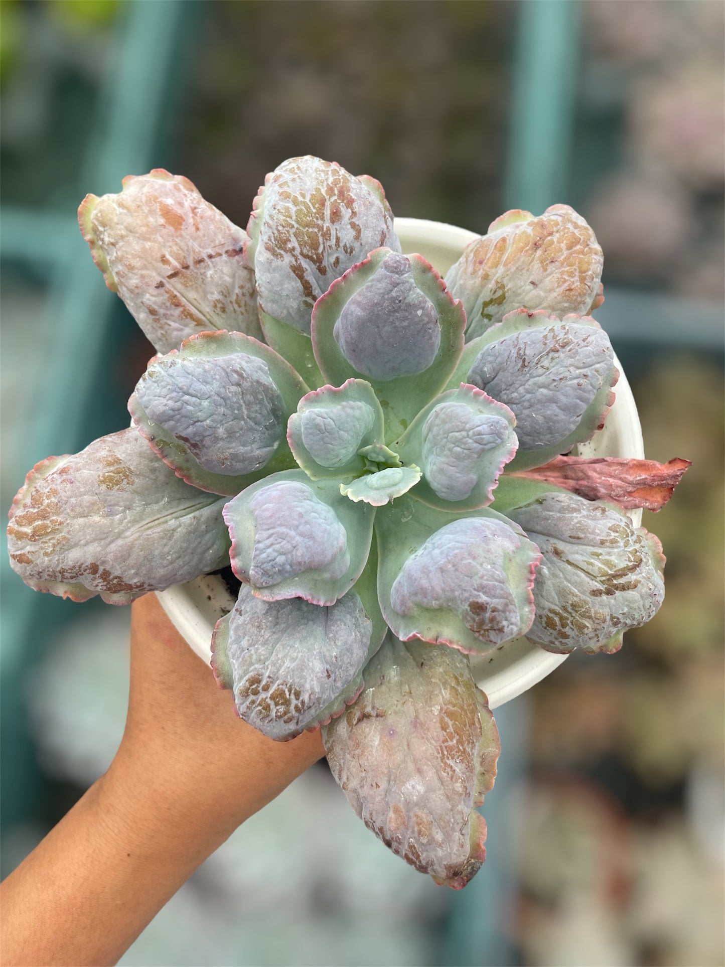 Echeveria Lilac Snow