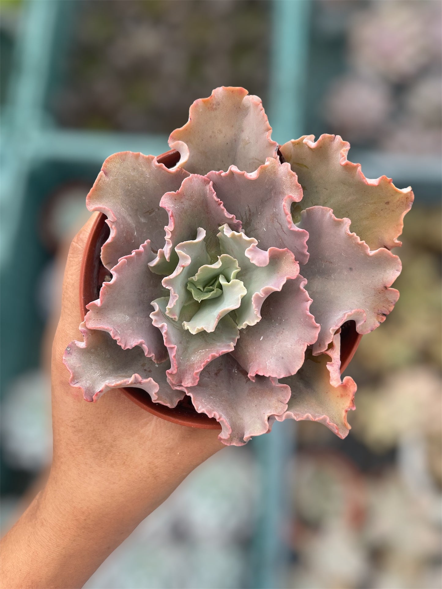 Echeveria Blue Giant